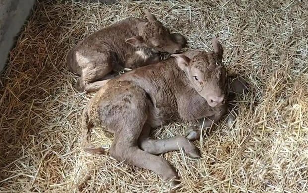 國內(nèi)首例體細胞克隆延邊牛誕生!低溫技術助力瀕危種質(zhì)資源保護
